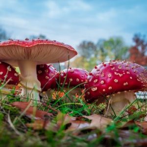 L'alimentazione a base di funghi aiuta il fegato?