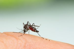 Le zanzare pungono chi ha il sangue dolce?