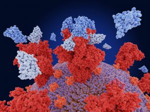 La proteina spike prodotta dai vaccini può danneggiare i vasi sanguigni?