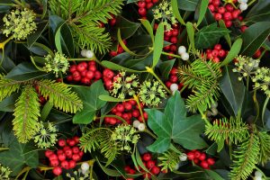 Le piante di Natale sono pericolose?