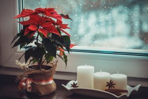 Le piante di Natale sono pericolose?