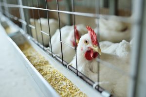 sta arrivando una nuova pandemia provocata dal virus dell’influenza aviaria