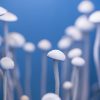 i funghi allucinogeni curano la depressione