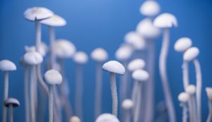 i funghi allucinogeni curano la depressione