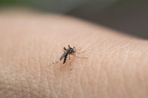 le punture di insetto possono essere pericolose zanzara