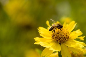 le punture di insetto possono essere pericolose ape