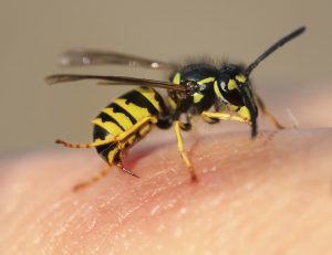 le punture di insetto possono essere pericolose vespa