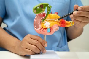 Modello anatomico del pancreas e della cistifellea