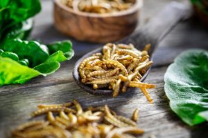 Larve della farina commestibili, uno degli insetti autorizzati come novel food nell’Unione Europea.