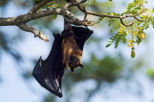 Pipistrello del genere Pteropus, detti “volpi volanti”, serbatoio naturale del virus Nipah, appeso a un ramo di albero.