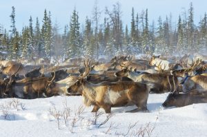 Mandria di renne nella tundra innevata della Siberia durante l’inverno, collegata ai casi di antrace riemersi dal permafrost.