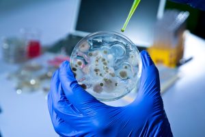 Ricercatore con guanti analizza una capsula di Petri in laboratorio per studiare batteri e virus conservati nel ghiaccio artico.