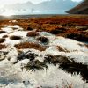 Paesaggio artico con permafrost in disgelo, corsi d’acqua e ghiaccio che si scioglie a causa del riscaldamento globale.