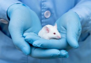 Modello animale utilizzato nella ricerca scientifica sui disturbi d’ansia e su nuove molecole sperimentali.