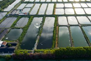 Veduta aerea di allevamenti intensivi di gamberetti, associati alla diffusione del nodavirus CMNV in Asia.