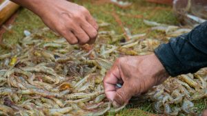 Operatori manipolano gamberetti in un allevamento ittico, possibile contesto di esposizione al virus marino CMNV.