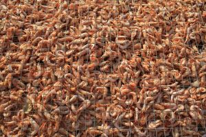Gamberetti ammassati in reti per la lavorazione industriale negli allevamenti ittici intensivi.