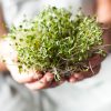 Mani che sorreggono germogli appena raccolti, prodotto vegetale che richiede adeguate precauzioni igieniche.