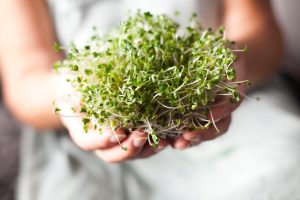 Mani che sorreggono germogli appena raccolti, prodotto vegetale che richiede adeguate precauzioni igieniche.