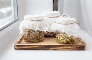 Barattoli con semi in germinazione su un vassoio, esempio di produzione domestica di germogli alimentari.