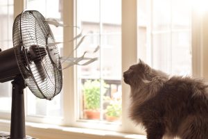 Gatto domestico davanti a un ventilatore acceso vicino a una finestra durante una giornata calda. Ventilatori e sistemi di raffrescamento possono ridurre il disagio da calore, ma non prevengono infezioni respiratorie.