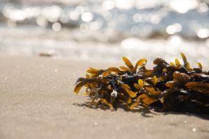 Alghe marine sulla battigia, fonte naturale di iodio che può contribuire solo in minima parte all'esposizione ambientale al minerale.